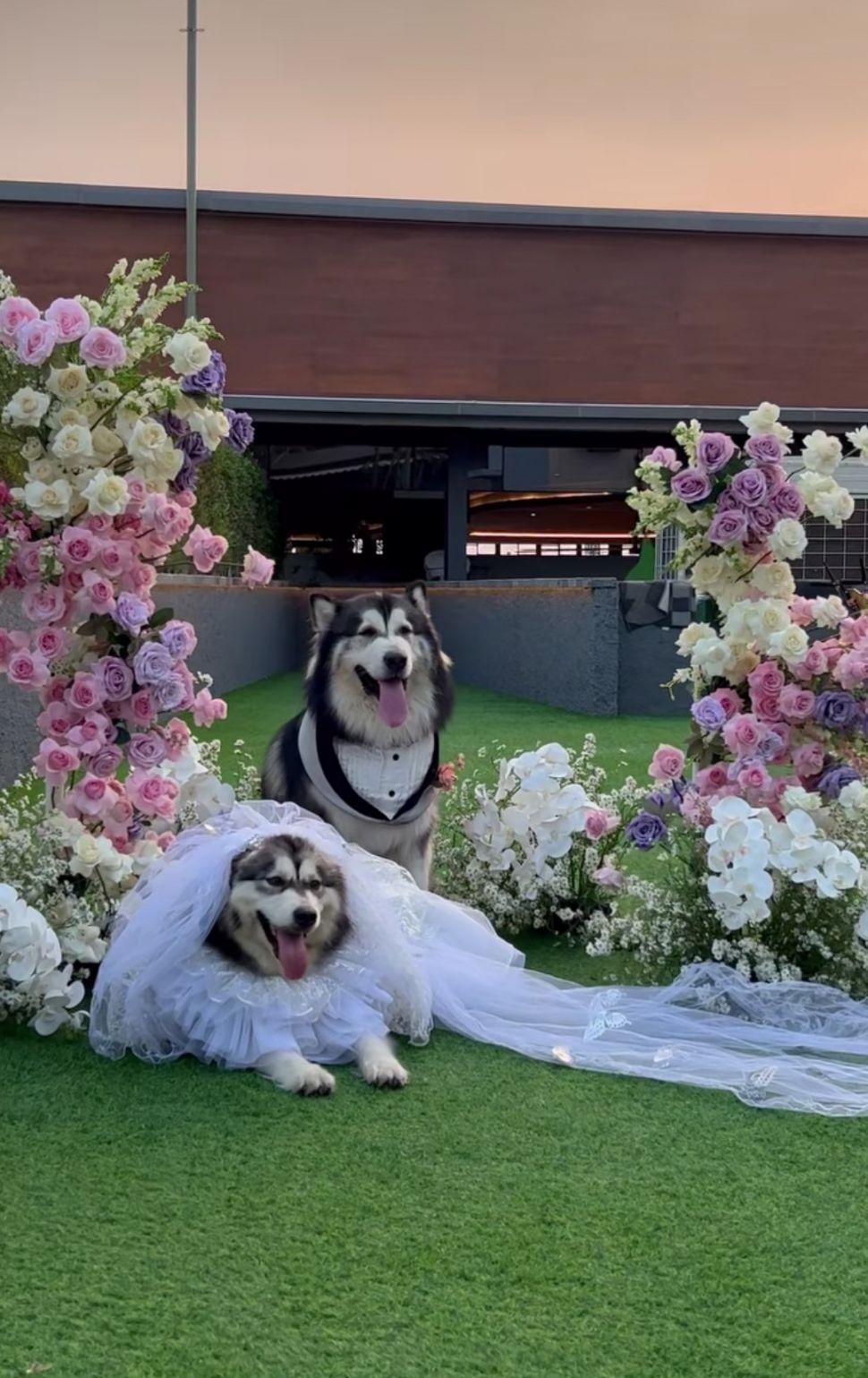 Potret Pernikahan Anjing Jojo dan Luna.  (Instagram/@jocko.jackie.joyful.jojo) 