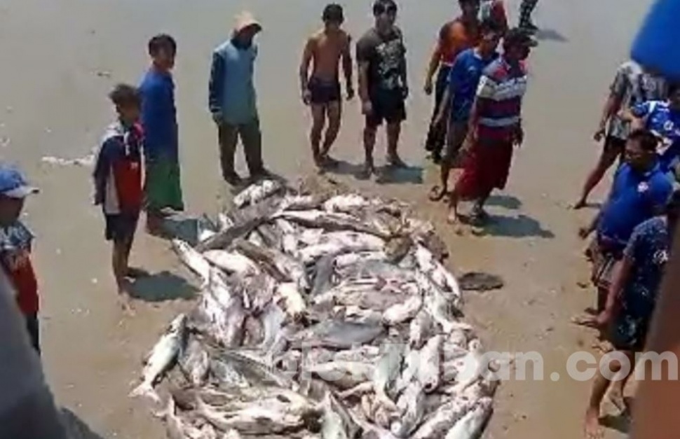 Ikan manyung hasil tangkapan nelayan Tuban. (BlokTuban)