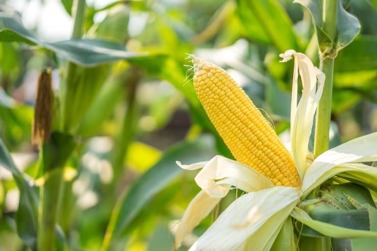 Foto ilustrasi pertanian jagung (Istimewa)