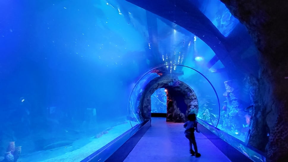 Oceanarium BXSea Bintaro, di Bintaro Jaya XChange Resmi Dibuka Jumat (15/12/2023) (Suara.com/Dinda Rachmawati)