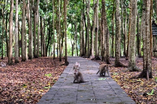 Monkey forest atau hutan monyet di Bali. (Instagram/@monkeyforestsanctuaryubud)