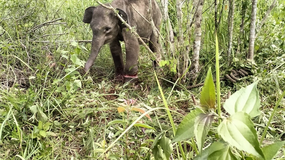 gajah liar terjerat perangkap di TNWK. [ISTIMEWA]