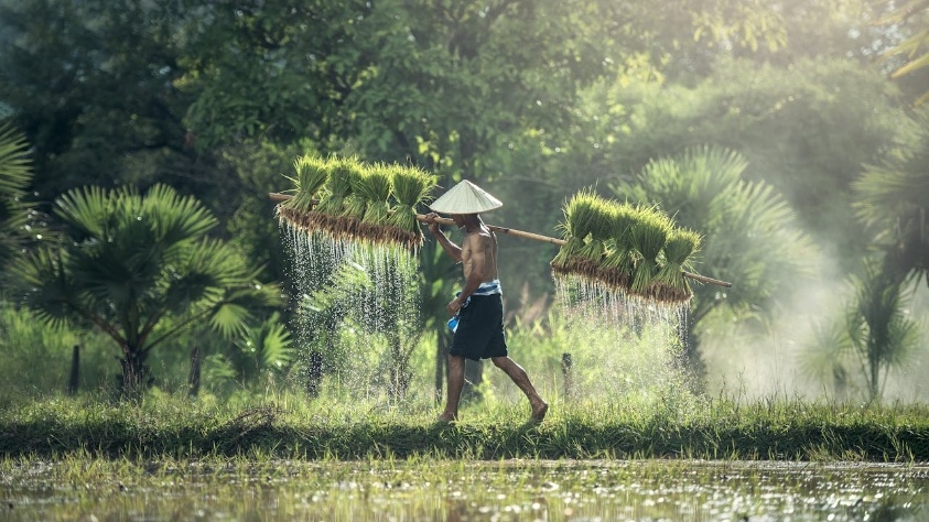 Ilustrasi petani [Foto oleh Pixabay]