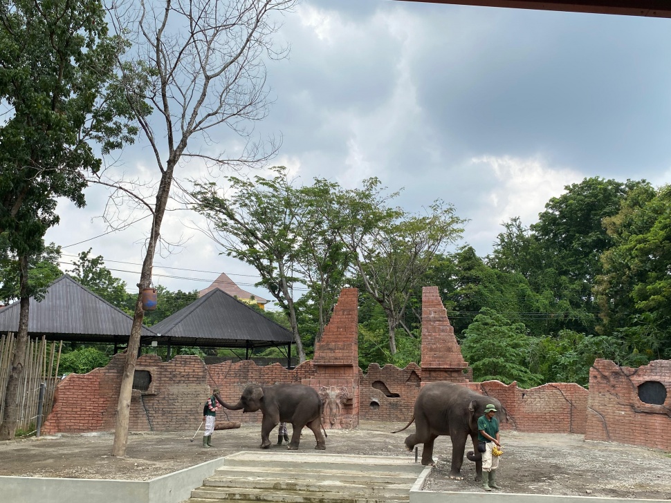 Pertunjukan gajah di Solo Safari (Yoursay.id/Hernawan)