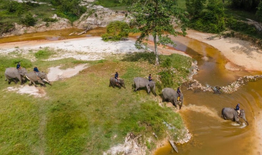 Gajah sumatera bernama Codet melintasi terowongan di bawah tol Pekanbaru-Dumai saat menjelajah di Kantong Giam Siak Kecil dan Balai Raja. [Dok PHR]