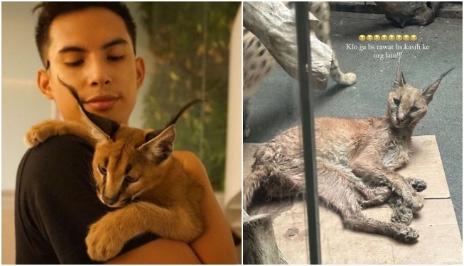 Okin atau Niko Al Hakim dan kucing Caracal (Instagram)