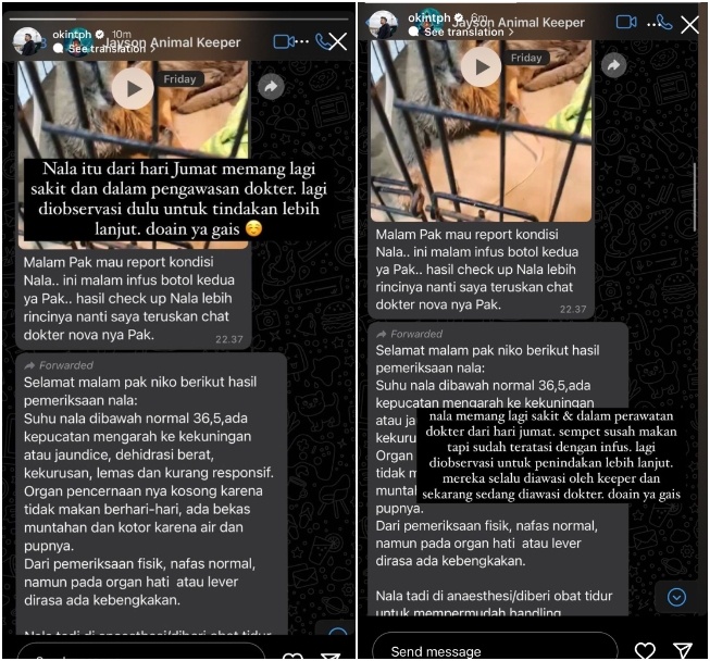 Klarifikasi Okin tentang kucingnya (Instagram)