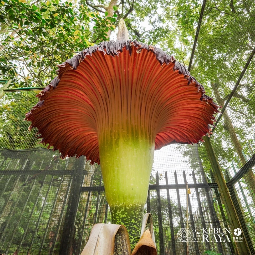 Potret Bunga Bangkai yang Mekar di Kebun Raya Cibodas. (Dok. Kebun Raya Cibodas)