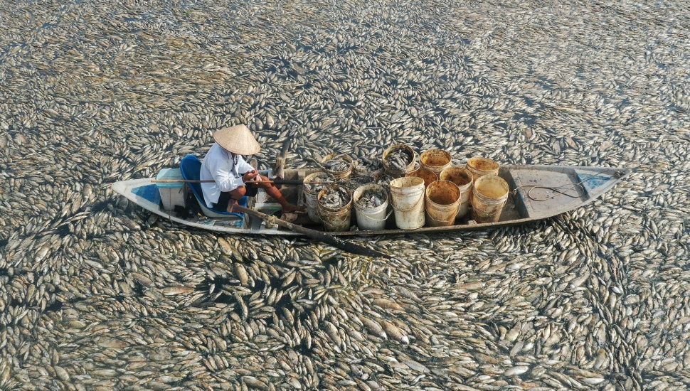 Gambar udara menunjukan seorang nelayan sedang mengumpulkan ikan mati dari waduk di provinsi Dong Nai, Vietnam, Selasa (30/4/2-24). [AFP] 
