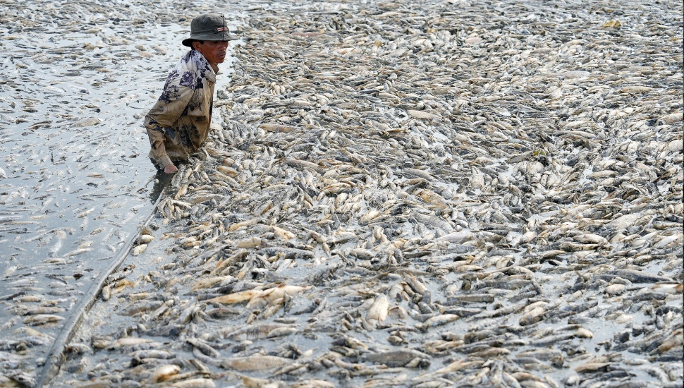 Seorang nelayan mengumpulkan ikan mati dari waduk di provinsi Dong Nai, Vietnam, Selasa (30/4/2-24). [AFP] 