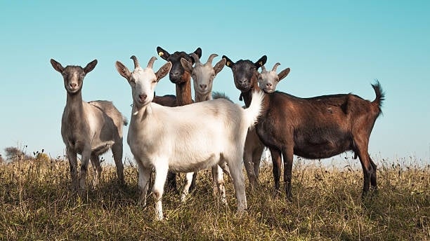 Ilustrasi Kambing Kacang. (unsplash/sulaiman ahmad)