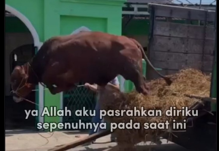 Meme hewan kurban dan postingan Idul Adha Core di X. (X @majelislucutwt)
