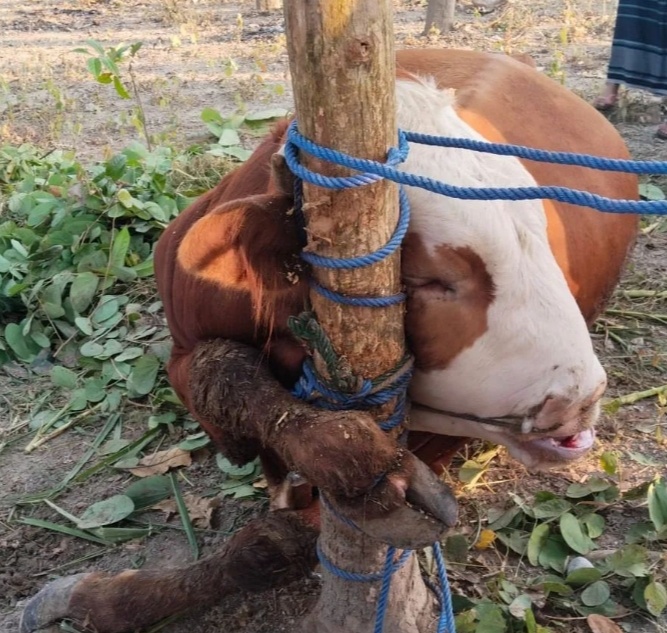 Viral sapi mati karena terjerat tali. (X @merapi_uncover)