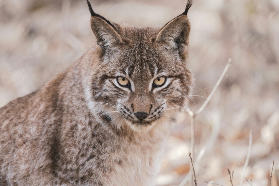 Lynx (Pexels/Vincent M.A. Janssen)