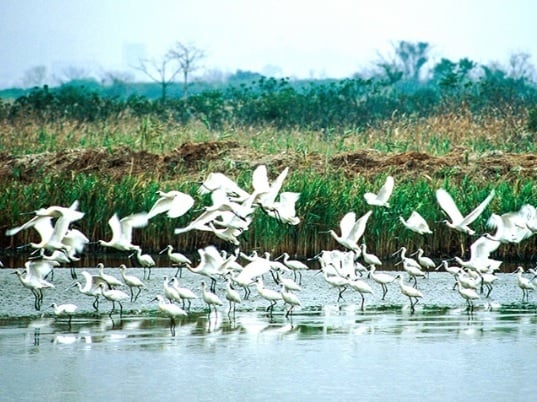 Mai Po Nature Reserve, Hidden Gems Hong Kong. (Hong Kong Tourism Board)