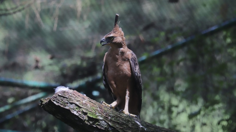 Burung Elang Jawa (Nisaetus bartelsi). (Dok. Istimewa/SEGS)