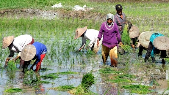 Ilustrasi petani Indonesia di sawah (Pexels/hartono subagio)