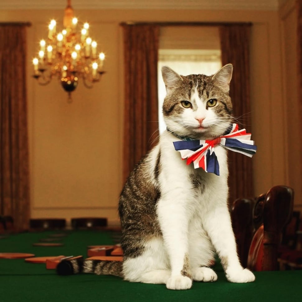 Larry The Cat. (Instagram/@larrythecatforpm)