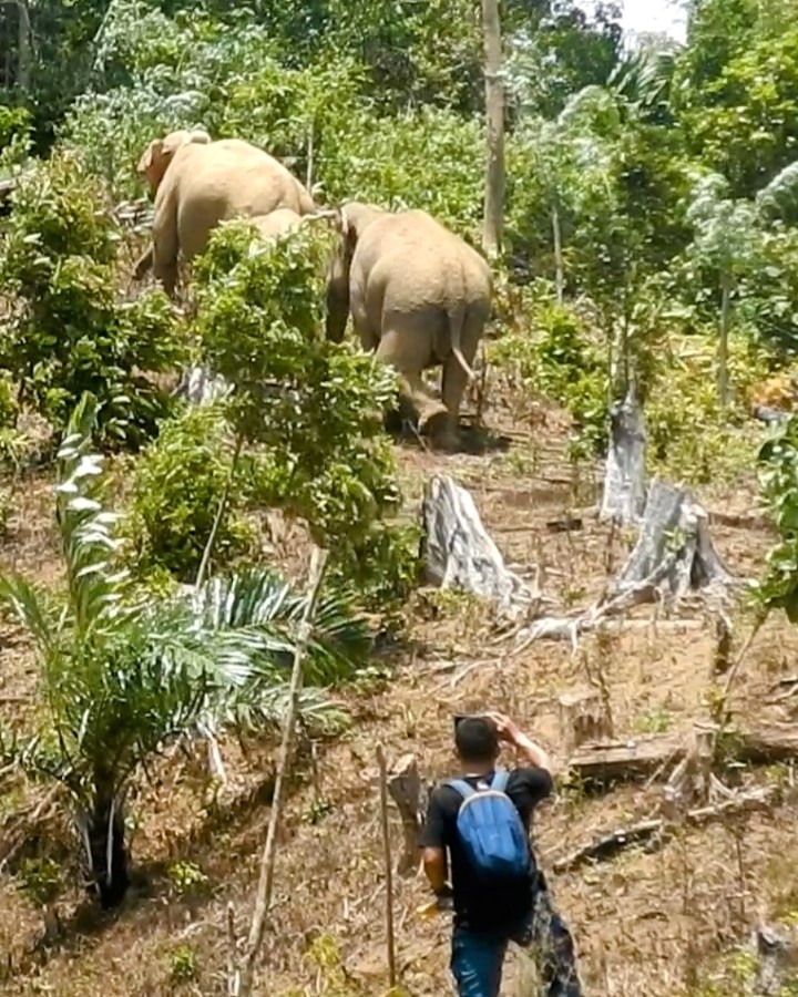Kisah Warga Aceh Sukarela Tangani Konflik Gajah