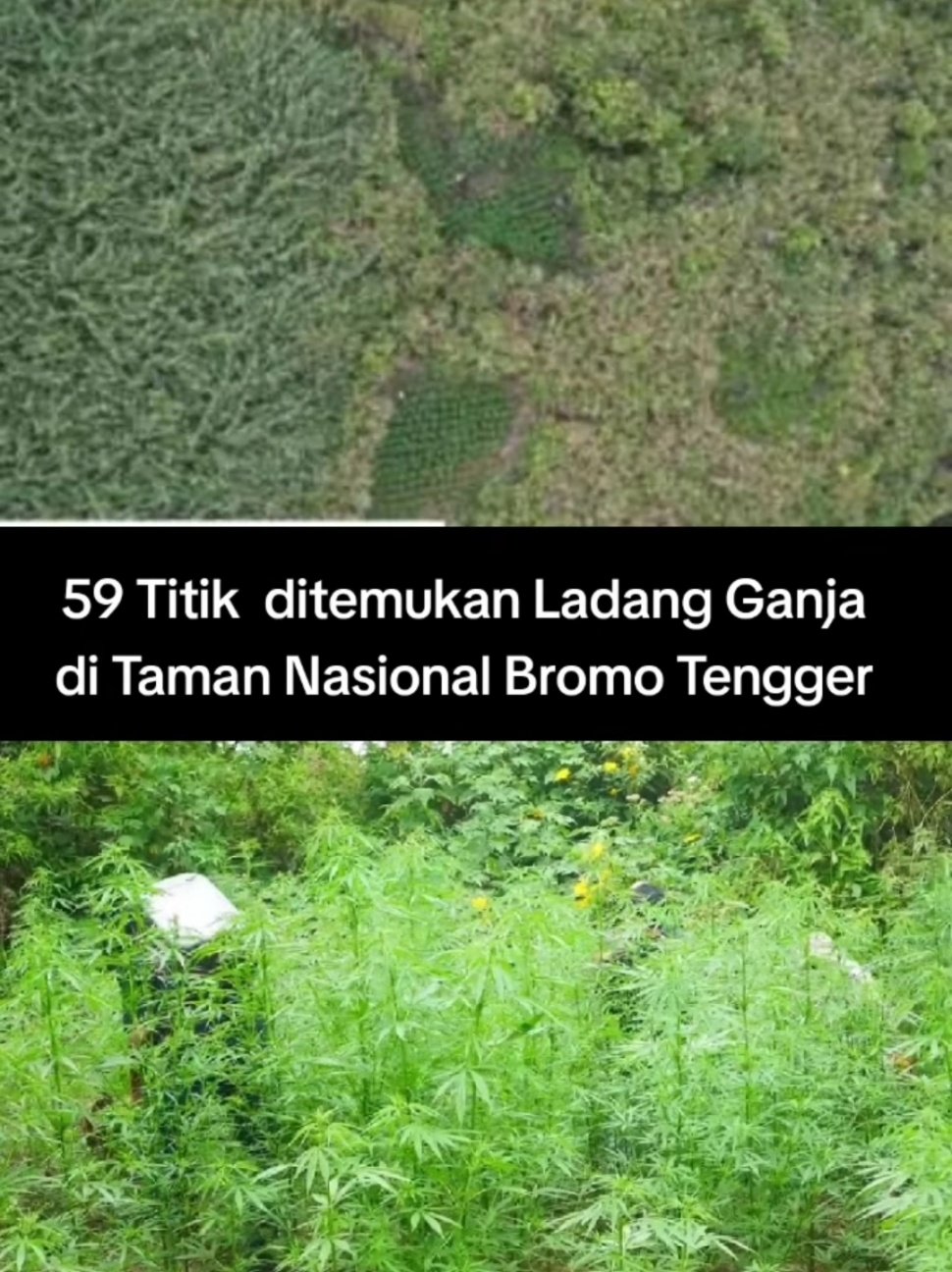 Viral 59 Titik Ladang Ganja di Gunung Bromo, Netizen Kaitkan dengan Pelarangan Penerbangan Drone (TikTok)