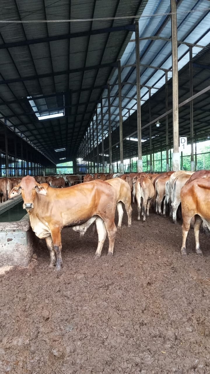 PT Estika Tata Tiara Tbk (BEEF), emiten peternakan menunjukkan kesiapannya dalam menyambut perubahan Peraturan Pemerintah No. 4/2016 dengan langkah strategis mendatangkan sapi dari Brasil. (Foto Istimewa).