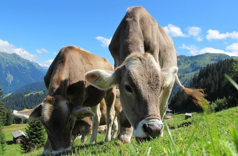 Sapi-sapi memakan rumput. (Pixabay)