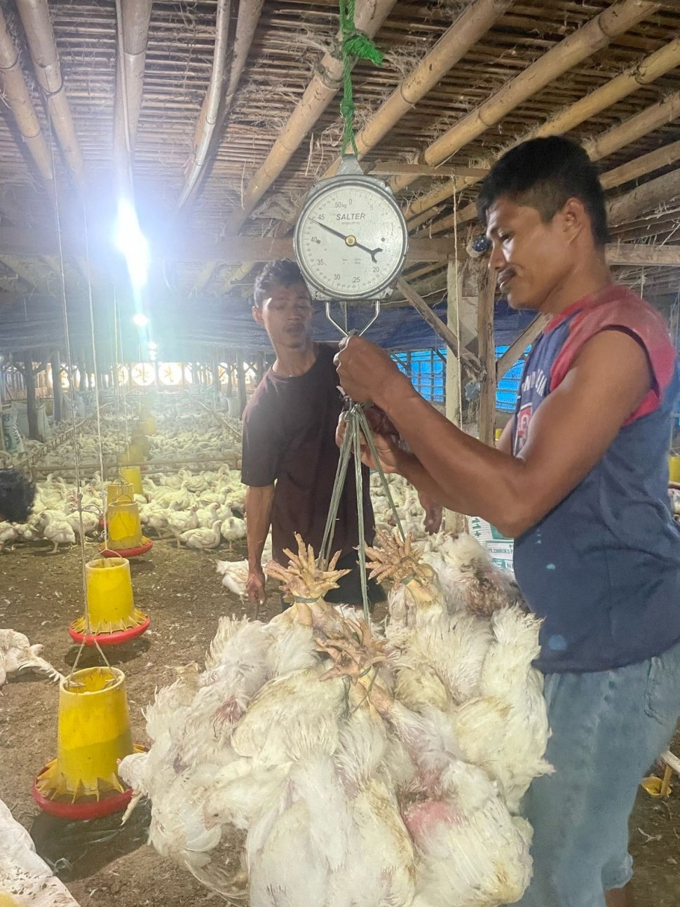 PT Japfa Comfeed Indonesia Tbk (JAPFA) hari ini melakukan penyerapan ayam hidup dari peternak mandiri di wilayah Bogor, Jawa Barat dan Serang, Banten (Dok: JAPFA)