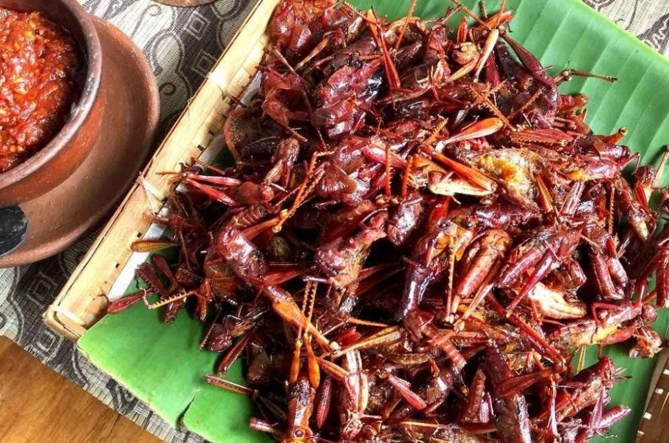 Kuliner ekstrem di Jogja adalah belalang goreng. (Twitter)