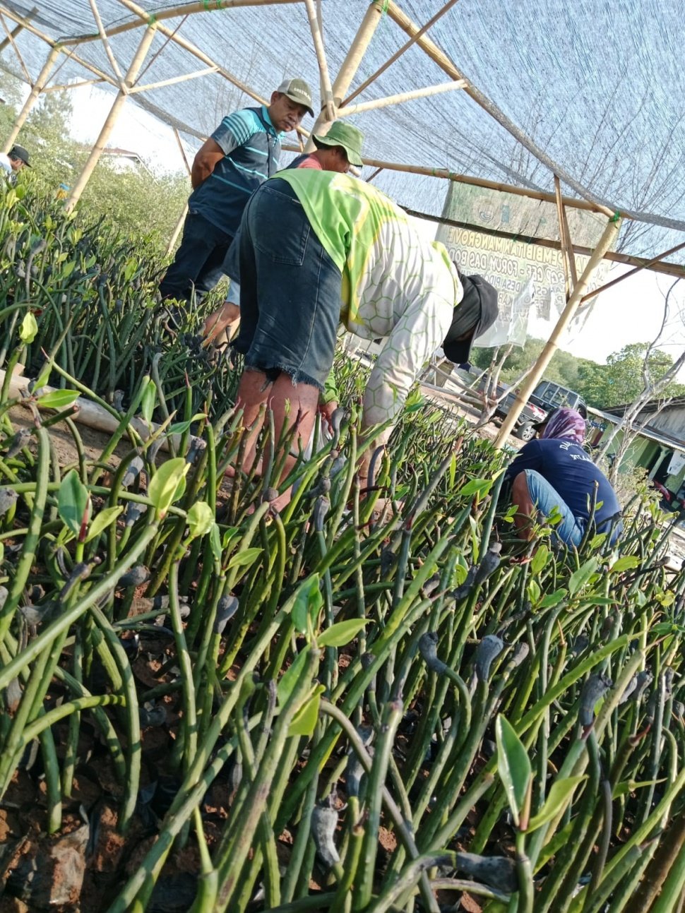 Kegiatan warga di rumah pembibitan mangrove, Dusun Pilangsari, Desa Pidodo Kulon, Kecamatan Patebon, Kabupaten Kendal, Jawa Tengah.(Dokumentasi warga)