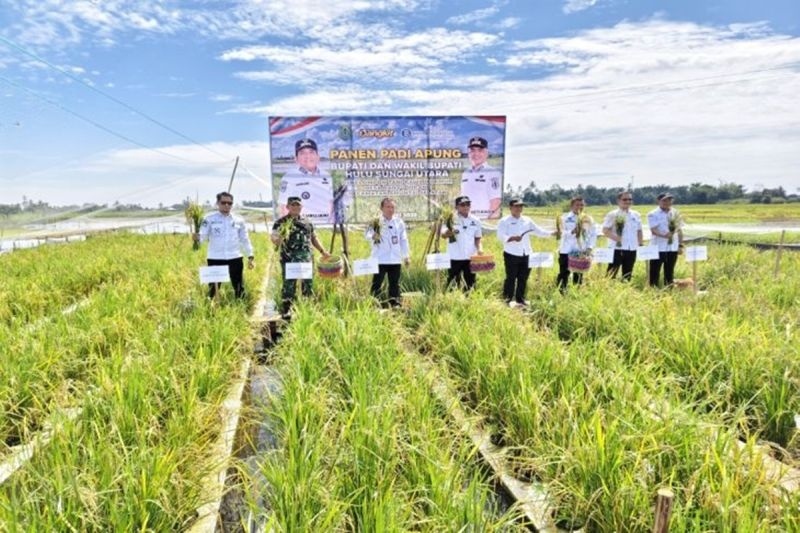 Bupati Hulu Sungai Utara, Kalimantan Selatan Sahrujani memanen padi yang menerapkan sistem apung di Desa Banyu Hirang Kecamatan Amuntai Selatan, Rabu (28/5/2025). (ANTARA/HO-Diskominfo HSU)