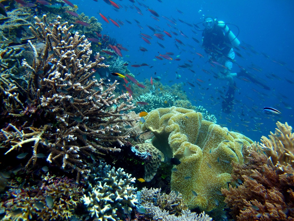 Keindahan Bawah Laut Raja Ampat. (Wikipedia)