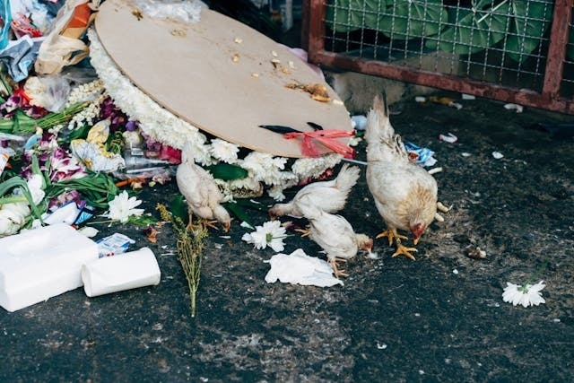 Ilustrasi sampah makanan - food waste (Photo by Markus Winkler/Pexels)