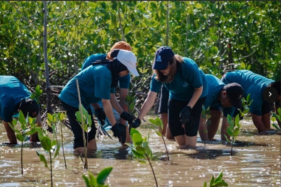 Penanaman Mangrove. (Dok. Marriott International)