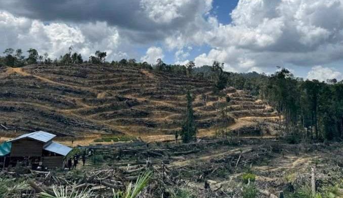 Mafia Sawit di Tesso Nilo: Antara Konservasi, Korupsi, dan Masa Depan Hutan