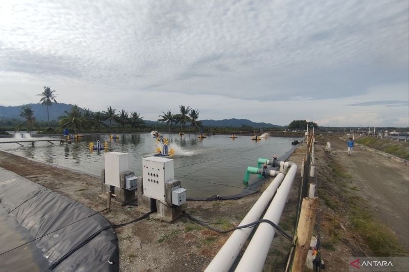 Seorang pekerja memeriksa tambak budidaya udang berkelanjutan atau Climate Smart Shrimp Farming (CSSF) yang dikembangkan di Desa Lalombi, Donggala, Sulawesi Tengah, Selasa (20/2/2025). ANTARA/M Riezko Bima Elko Prasetyo