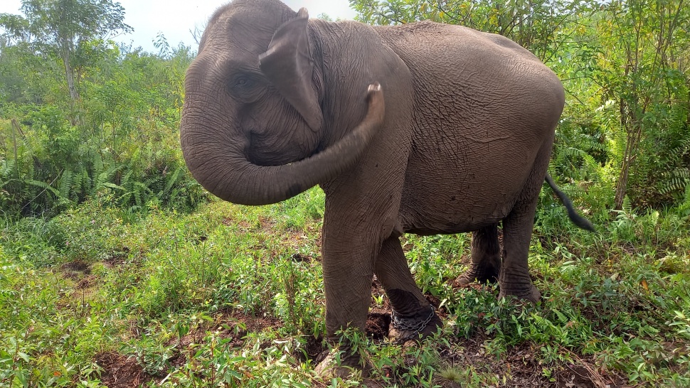 Gajah sumatera di Taman Nasional Tesso Nilo (TNTN). [Suara.com/Eko Faizin]