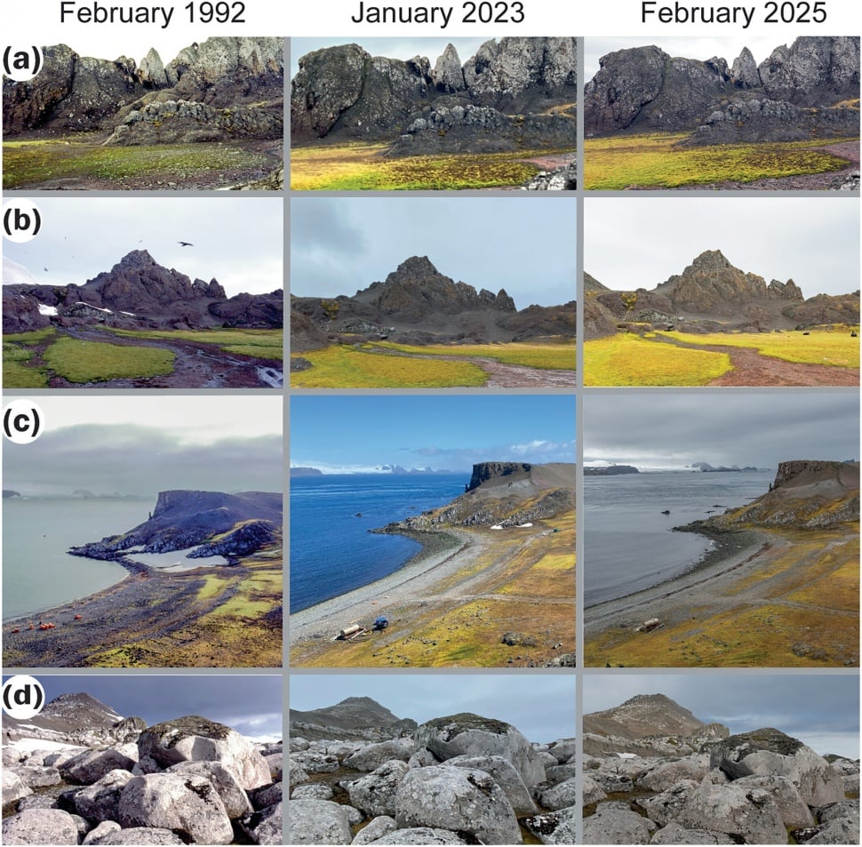 Rangkaian foto berulang dari tiga lokasi di pantai selatan Semenanjung Altafar, Pulau Robert, Kepulauan Shetland Selatan pada musim panas tahun 1991/92, 2022/23, dan 2024/25. (Dok. Global Change Biology (2025).