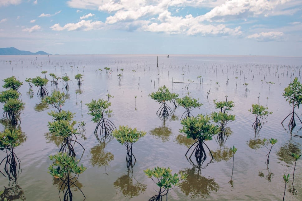 PP Nomor 27 Tahun 2025 tentang Perlindungan dan Pengelolaan Ekosistem Mangrove (PPEM) yang baru saja diundangkan, membawa angin segar bagi upaya pelestarian mangrove di Indonesia.