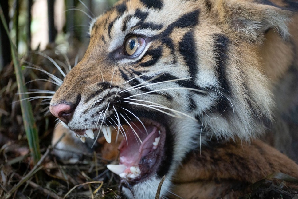 Potret Inyiak Balang atau Harimau Sumatera. [Dok. Andri Mardiansyah]