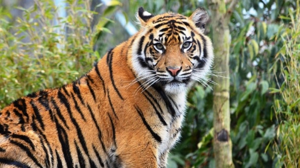 Ilustrasi Harimau Sumatra (Unsplash/SteveBridge68)