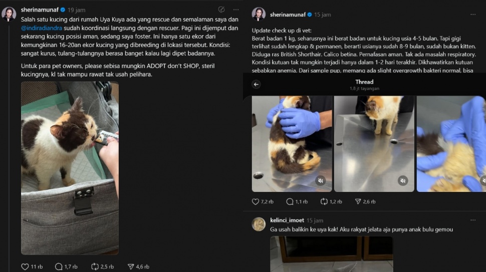 Sherina Munaf rescue kucing Uya Kuya (Thread/sherinamunaf)
