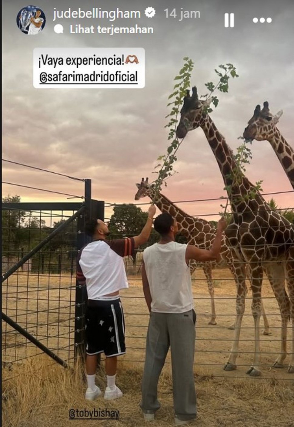 Jude Bellingham terlihat berlibur santai di Madrid Safari Park, bahkan sempat membagikan foto dirinya sedang memberi makan jerapah di akun media sosial pribadinya. [Instagram @judebellingham]