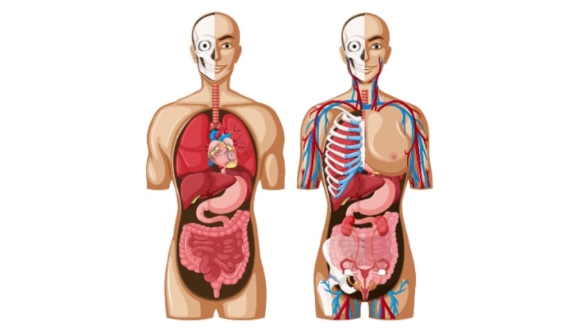 Ilustrasi organ tubuh manusia. (freepik)