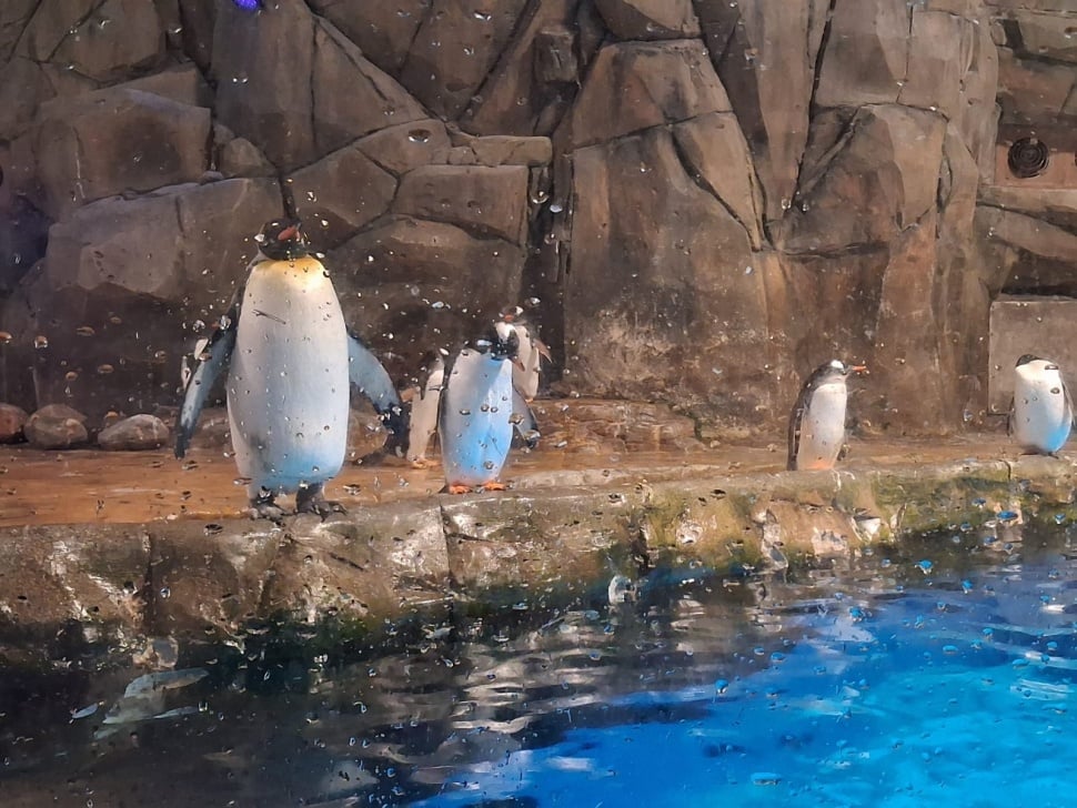 Kawanan Penguin di Polar Adventure. (Suara.com/Vania)