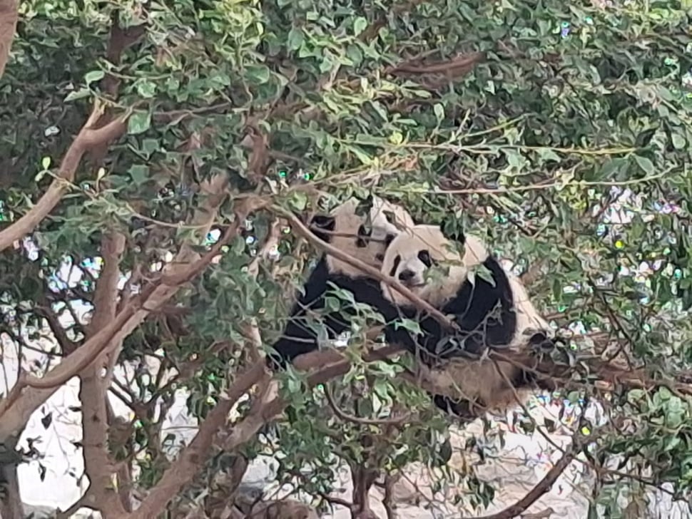 Kawanan Panda di Ocean Park Hong Kong. (Suara.com/Vania)