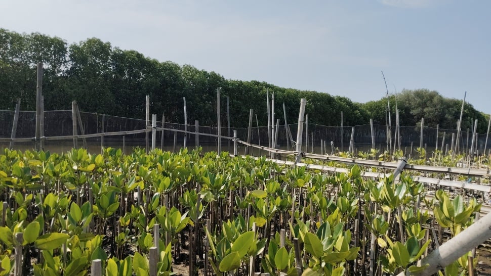 Mangrove di Tambak Rejo. (Suara.com/Ikhsan)