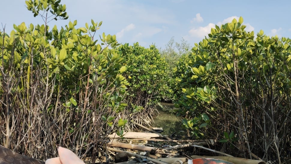 Mangrove di Tambak Rejo. (Suara.com/Ikhsan)