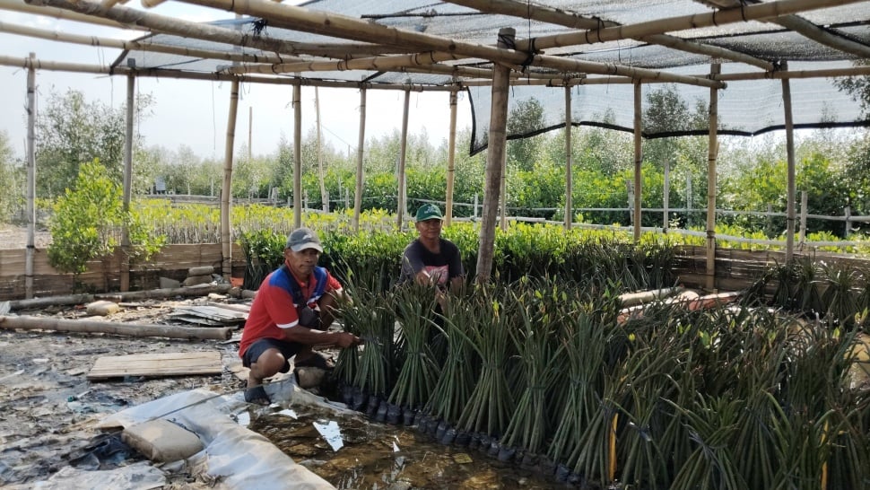 Kelompok Camar membudidayakan mangrove di Tambakrejo Semarang. (Suara.com/Ikhsan)