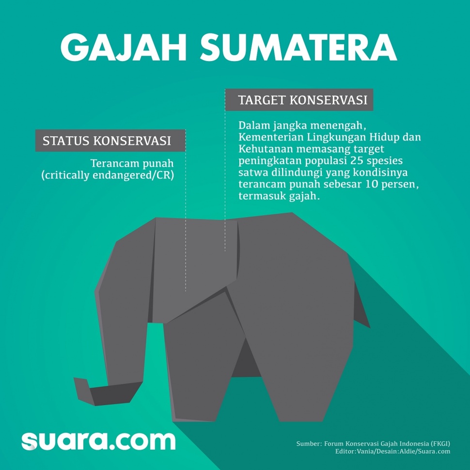 Status Konservasi Gajah Sumatera. (Suara.com/Aldie)