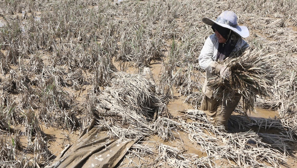 Petani menyelamatkan padi pascapanen yang terendam banjir bandang di Pidie Jaya, Aceh, Senin (8/12/2025). [ANTARA FOTO/Irwansyah Putra/nz]